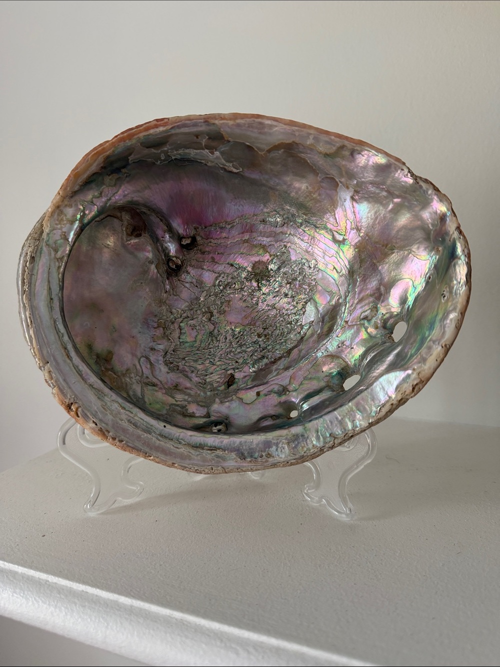 Extra large Abalone Sea Shell Decorative Bowl -